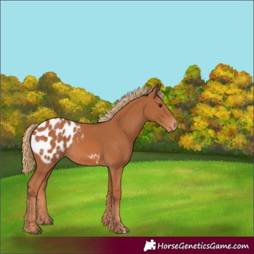 Horse Color:Chestnut Blanket 