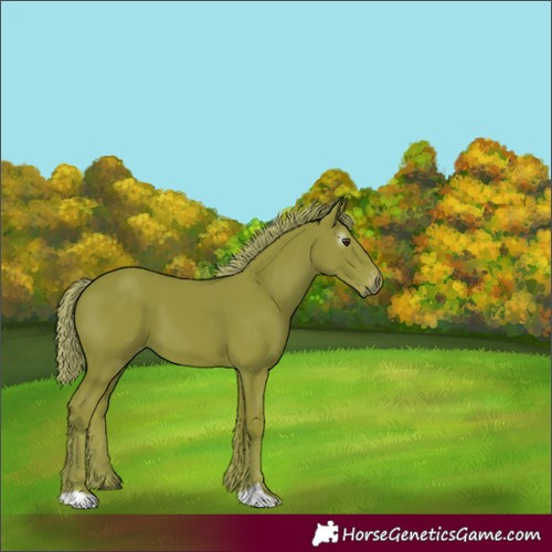 Horse Color:Gray Watercolor Chestnut Varnish