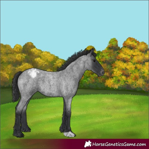 Horse Color:Blue Roan Varnish 