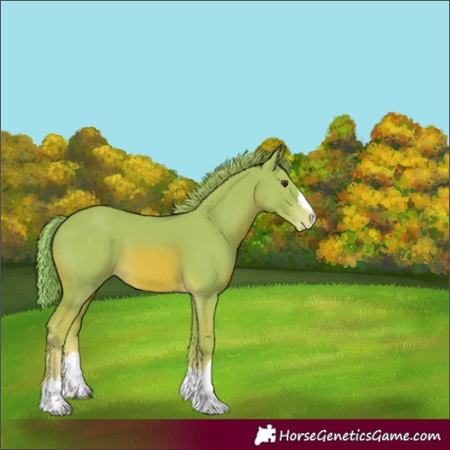 Horse Color:Watercolor Chestnut Appaloosa 