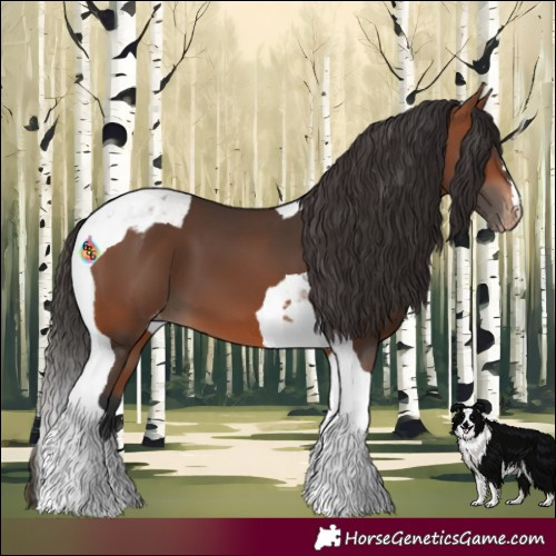 Horse Color:Bay Tobiano Appaloosa