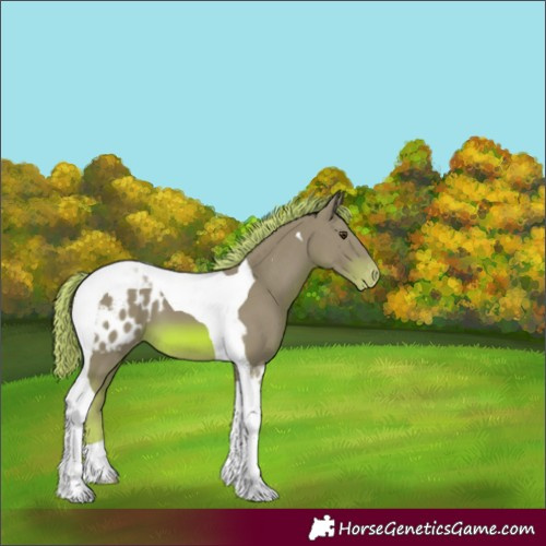 Horse Color:Watercolor Chestnut Tobiano Blanket