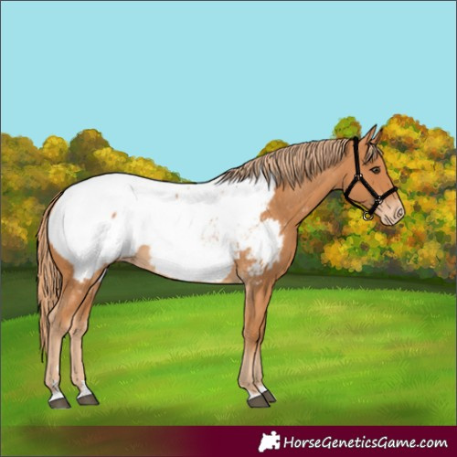 Horse Color:Chestnut Appaloosa 