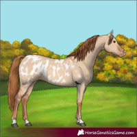Horse Color:Red Dun Appaloosa