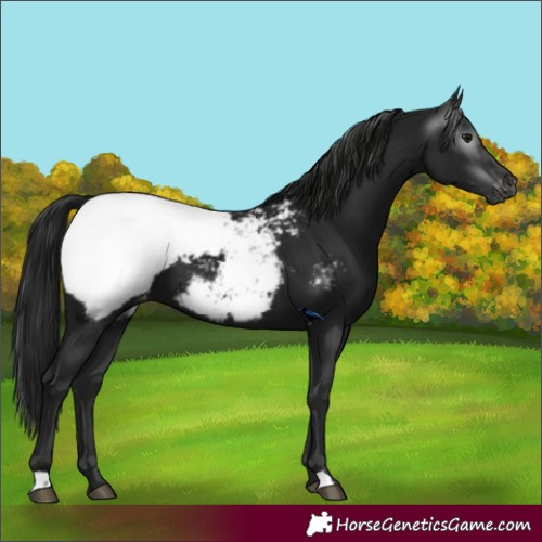Horse Color:Gray Black Appaloosa 