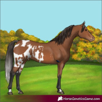 Horse Color:Bay Skewed Appaloosa 