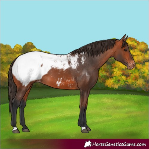 Horse Color:Bay Appaloosa 