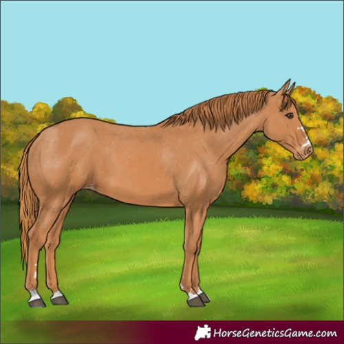 Horse Color:Chestnut Appaloosa