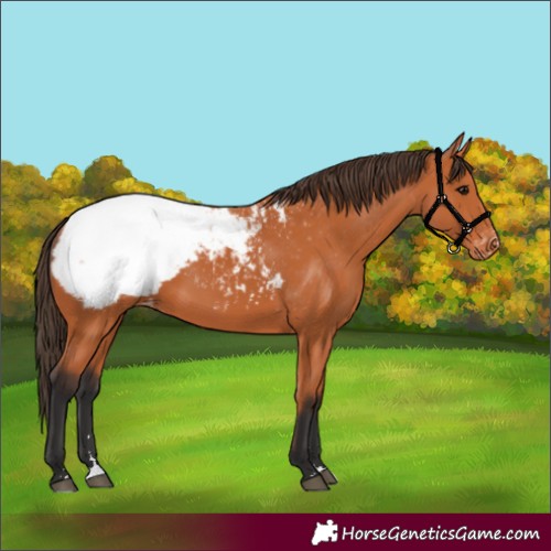 Horse Color:Bay Appaloosa 