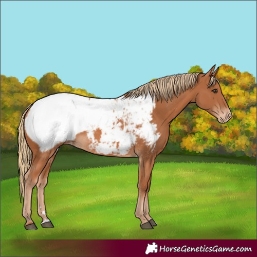 Horse Color:Chestnut Appaloosa 