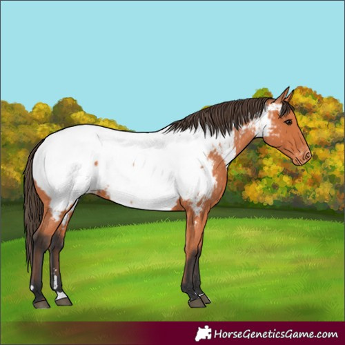 Horse Color:Bay Appaloosa 