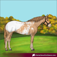 Horse Color:Chestnut Appaloosa 