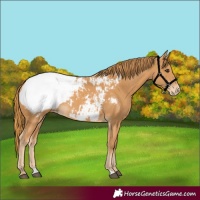 Horse Color:Chestnut Appaloosa