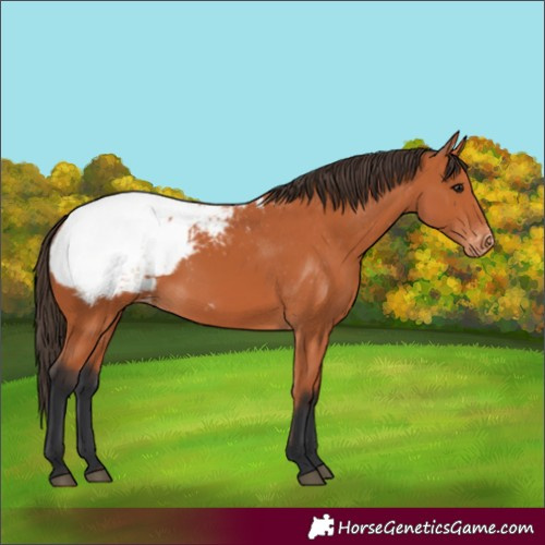 Horse Color:Bay Appaloosa 