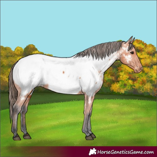 Horse Color:Bay Appaloosa 