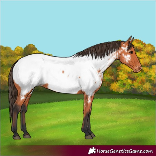 Horse Color:Bay Appaloosa 