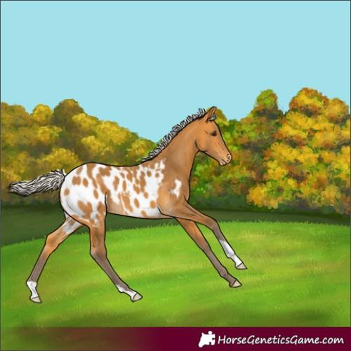 Horse Color:Silver Buckskin Appaloosa