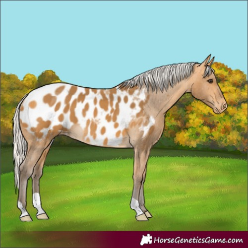 Horse Color:Silver Buckskin Appaloosa 
