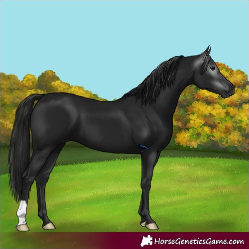 Horse Color:Gray Black 