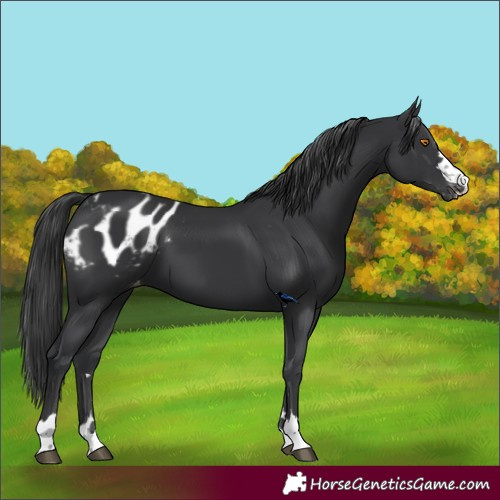 Horse Color:Black Appaloosa 