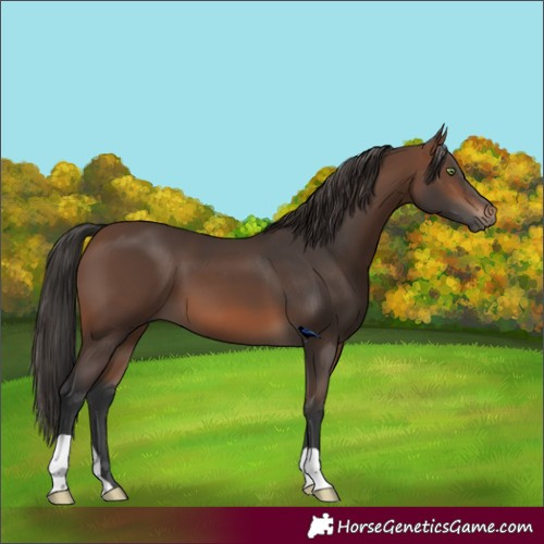 Horse Color:Brown 