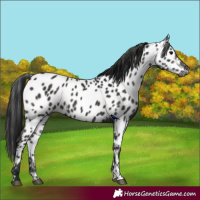 Horse Color:Gray Black Near Leopard Rabicano
