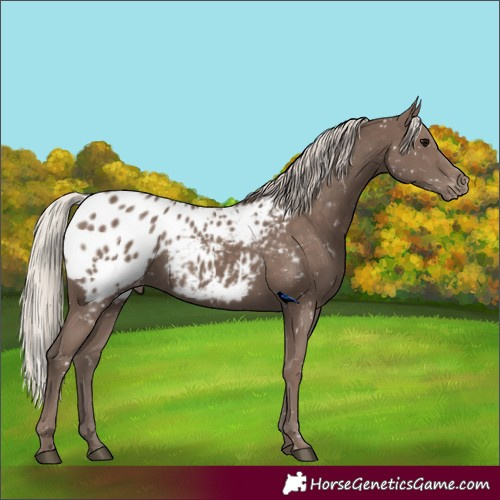 Horse Color:Silver Black Appaloosa Rabicano 