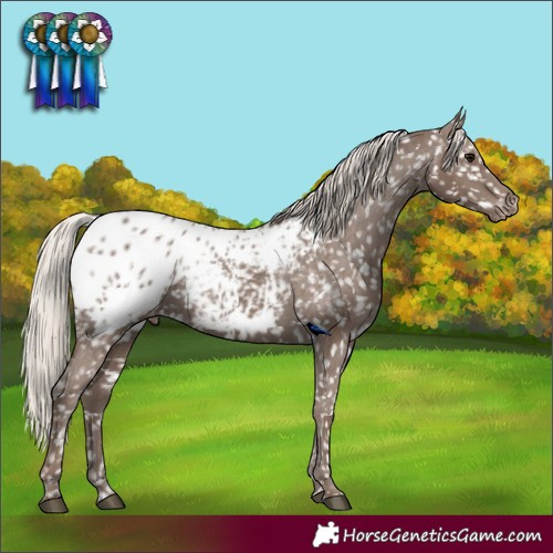 Horse Color:Silver Black Appaloosa Rabicano 