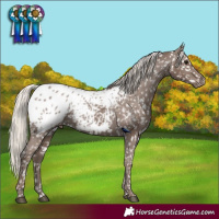 Horse Color:Silver Black Appaloosa Rabicano 