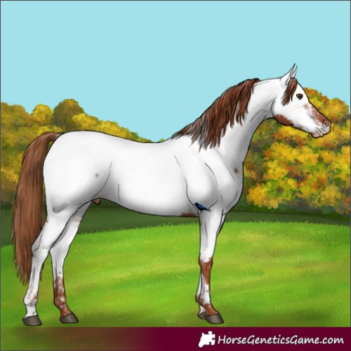 Horse Color:Chestnut Appaloosa Rabicano