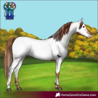Horse Color:Chestnut Appaloosa Rabicano