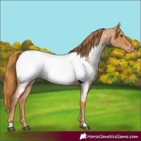 Horse Color:Red Roan Appaloosa 