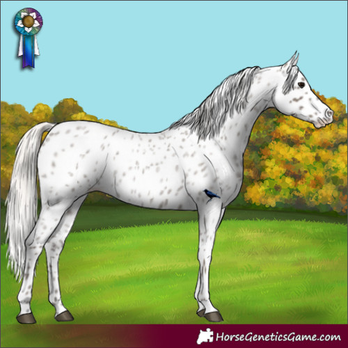 Horse Color:Silver Blue Roan Appaloosa 