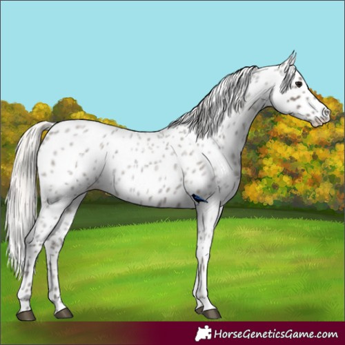 Horse Color:Silver Blue Roan Appaloosa