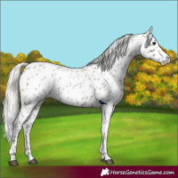 Horse Color:Silver Blue Roan Appaloosa