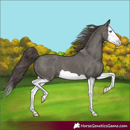 Horse Color:Grullo Splash Varnish 