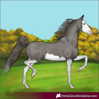 Horse Color:Grullo Splash Appaloosa 