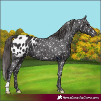 Horse Color:Smoky Black Appaloosa
