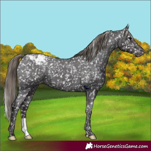 Horse Color:Smoky Black Appaloosa 