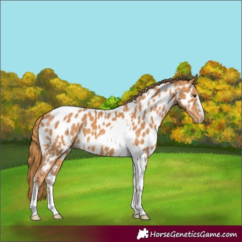 Horse Color:Chestnut Tobiano Appaloosa 