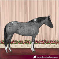 Horse Color:Blue Roan Tobiano