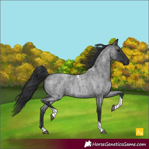 Horse Color:Unknown 