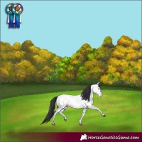 Horse Color:Black Appaloosa