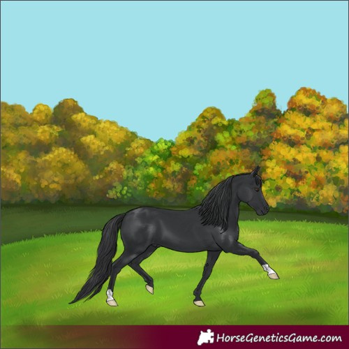 Horse Color:Black 