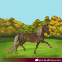 Horse Color:Chocolate Palomino 