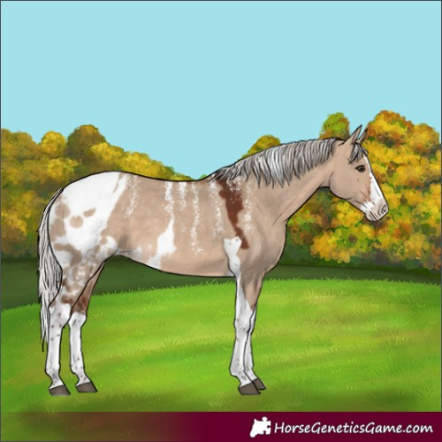 Horse Color:Powder White Silver Brown Dun Splash Tobiano Skewed Appaloosa