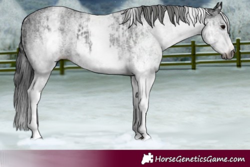 Horse Color:Gray White Spotted Black  and Gray White Spotted Black 