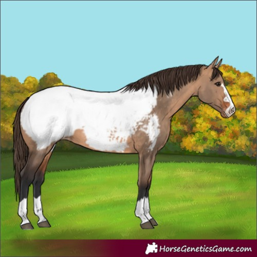 Horse Color:Bay Dun Appaloosa 
