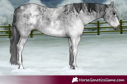 Horse Color:Gray White Spotted Black  and Gray White Spotted Black Frame 