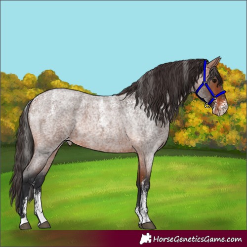 Horse Color:Powder White Bay Roan Skewed Appaloosa 